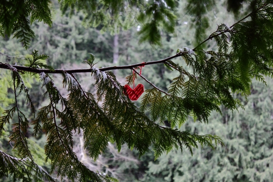 Coeur dans l'arbre, Geocache.